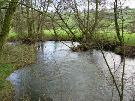 Gliding past the Trees